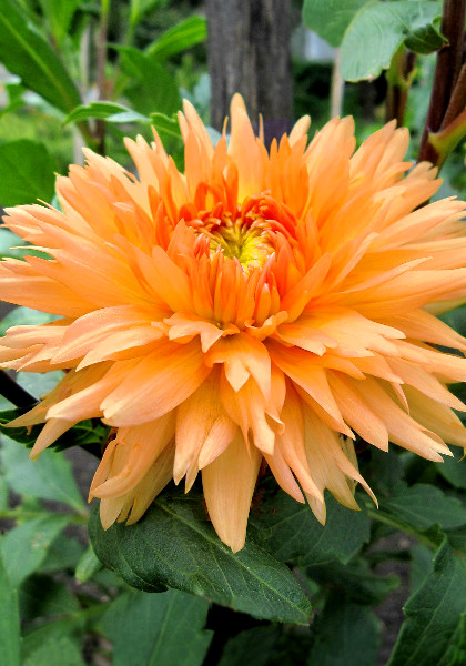 Glorie van Noordwijk dahlia heirloom bulbs