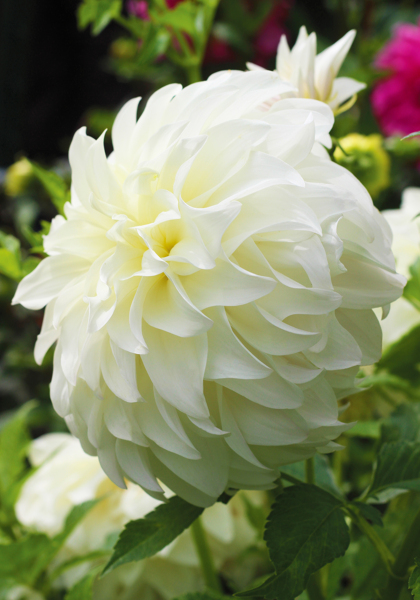 Sterling Silver dahlia heirloom bulbs