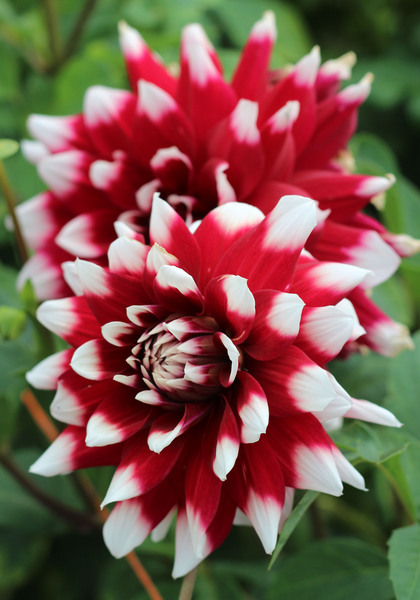 Duet dahlia heirloom bulbs