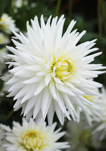 My Love dahlia heirloom bulbs