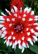 Blithe Spirit dahlia heirloom bulbs