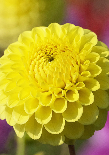 Golden Torch dahlia heirloom bulbs