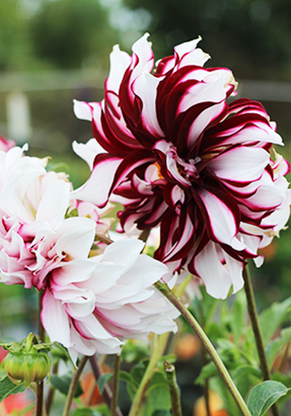 Tartan dahlia heirloom bulbs