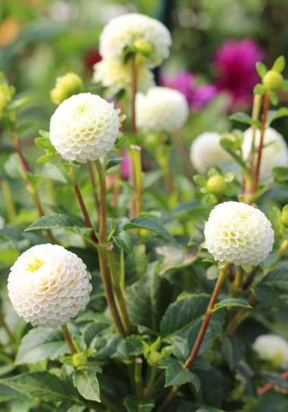 Small World dahlia heirloom bulbs