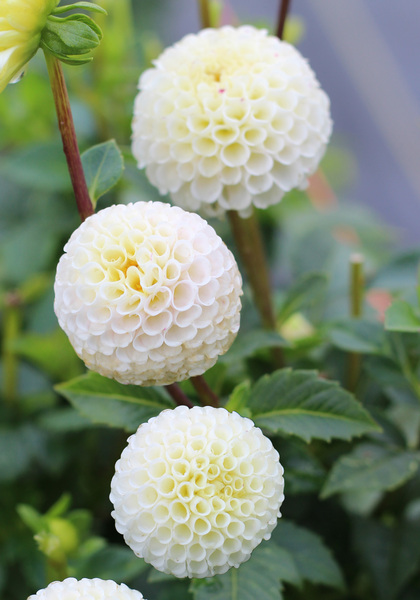 Small World dahlia heirloom bulbs