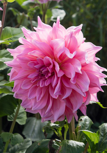 Otto’s Thrill dahlia heirloom bulbs