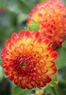 Kasasagi dahlia heirloom bulbs