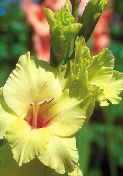 Green Woodpecker gladiolus heirloom bulbs