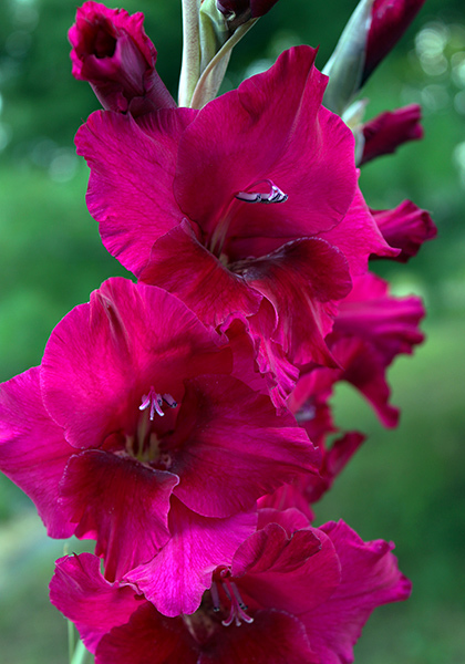 Plum Tart gladiolus heirloom bulbs