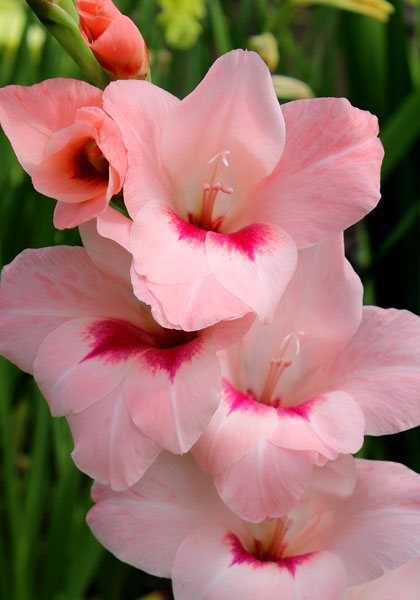 Dauntless gladiolus heirloom bulbs