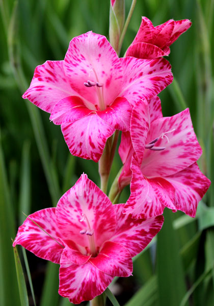 Bibi gladiolus heirloom bulbs