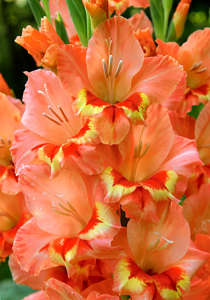 Melodie gladiolus heirloom bulbs