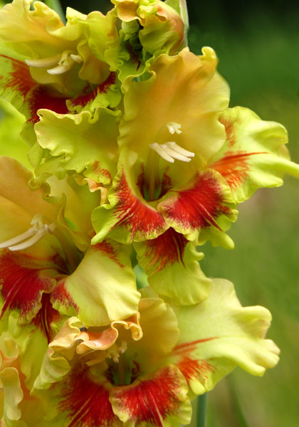 Mexicana gladiolus heirloom bulbs