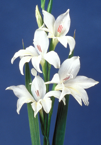 Albus gladiolus heirloom bulbs