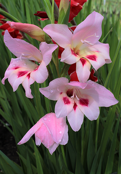 Elvira gladiolus heirloom bulbs