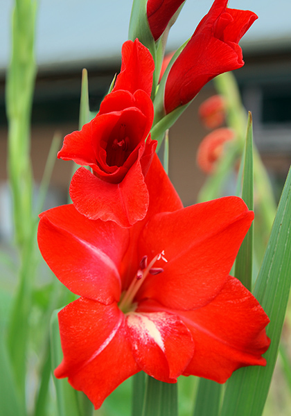 Trader Horn gladiolus heirloom bulbs