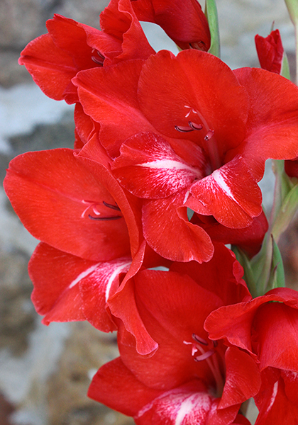 Trader Horn gladiolus heirloom bulbs