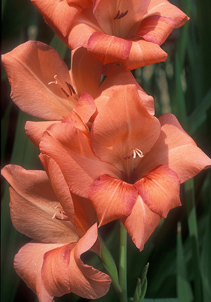 Venetie gladiolus heirloom bulbs