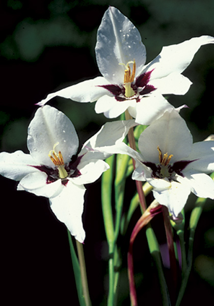 Abyssinian  gladiolus heirloom bulbs