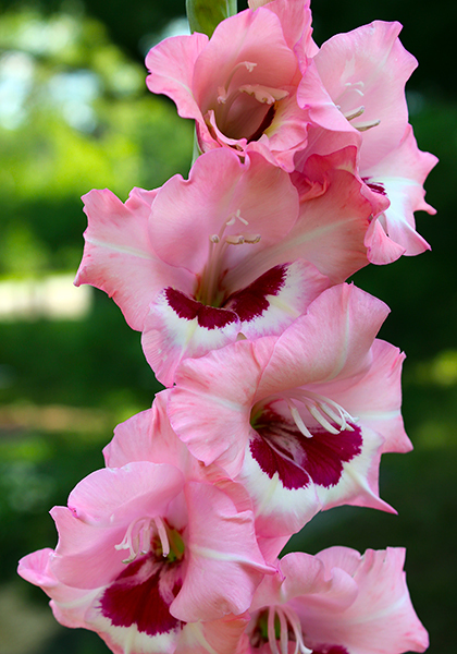 Wine and Roses gladiolus heirloom bulbs