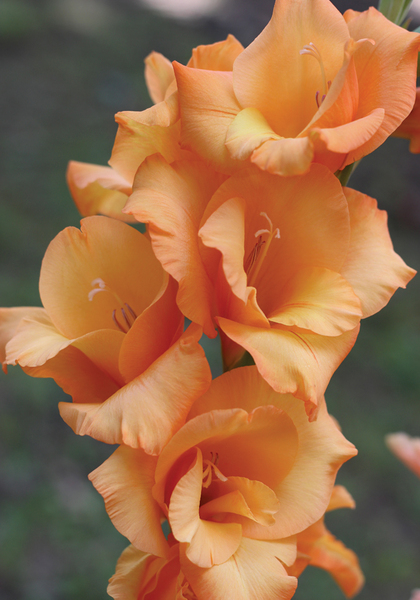 Ovatie gladiolus heirloom bulbs