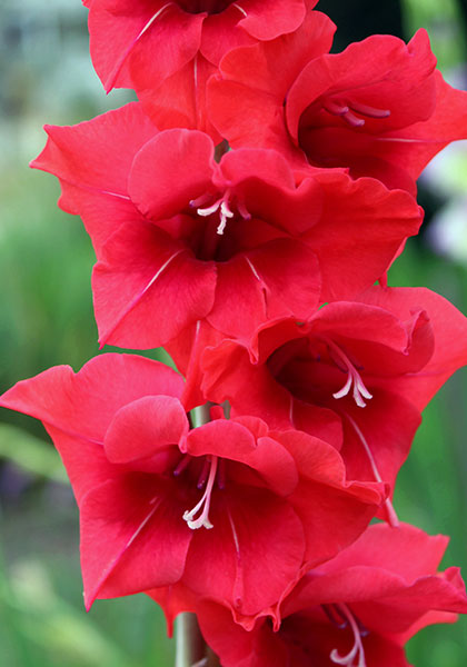 Allegro gladiolus heirloom bulbs