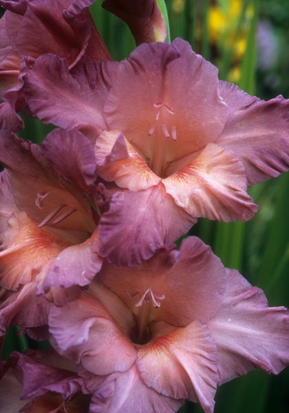 Blue Smoke gladiolus heirloom bulbs