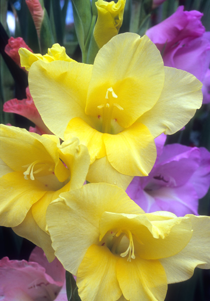 Top Brass gladiolus heirloom bulbs