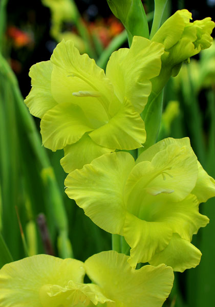 Green Lace gladiolus heirloom bulbs