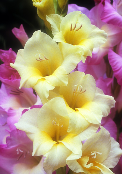 Towhead gladiolus heirloom bulbs