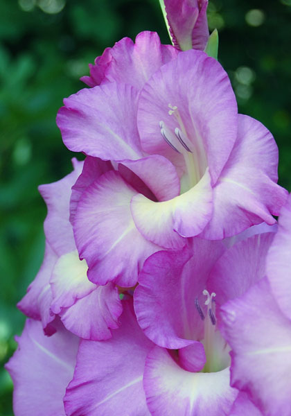 Lavanesque gladiolus heirloom bulbs