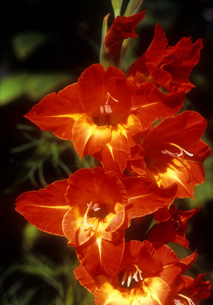 Kakaga gladiolus heirloom bulbs