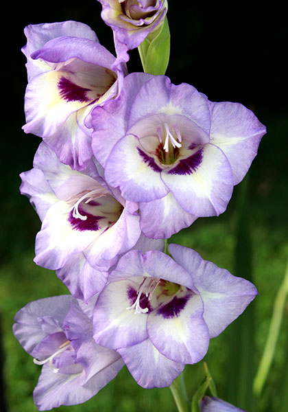 Caribbean gladiolus heirloom bulbs