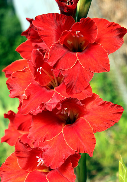 Frisky gladiolus heirloom bulbs