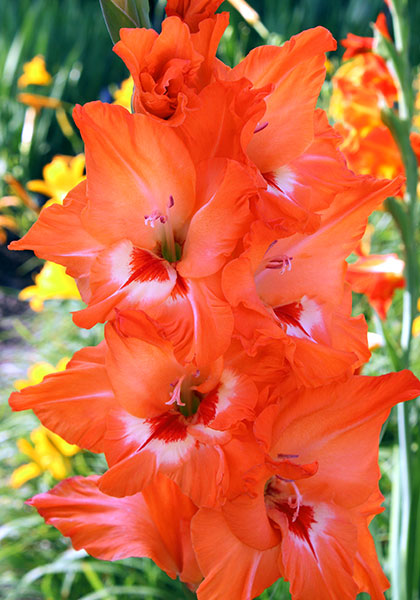 Isle of Capri gladiolus heirloom bulbs