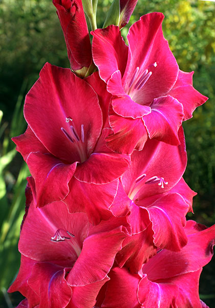 King Solomon gladiolus heirloom bulbs