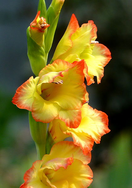 Sunset Sky gladiolus heirloom bulbs