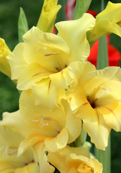 Nova Lux gladiolus heirloom bulbs