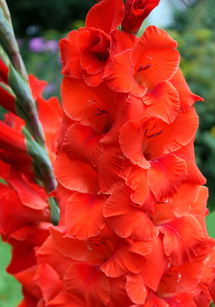 Wig’s Sensation gladiolus heirloom bulbs