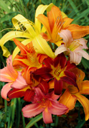 Daylilies daylily heirloom bulbs