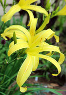 Kindly Light daylily heirloom bulbs