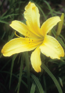 Yellowstone daylily heirloom bulbs