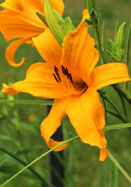 Princess Irene daylily heirloom bulbs