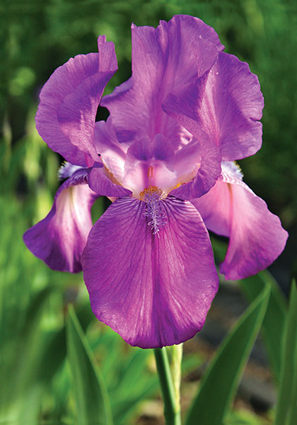 IRIS