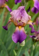 Plumeri iris heirloom bulbs