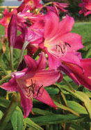 Ellen Bosanquet crinum heirloom bulbs