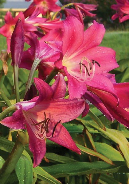 Ellen Bosanquet crinum heirloom bulbs