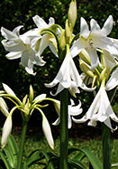 <i>powellii</i> Album crinum heirloom bulbs