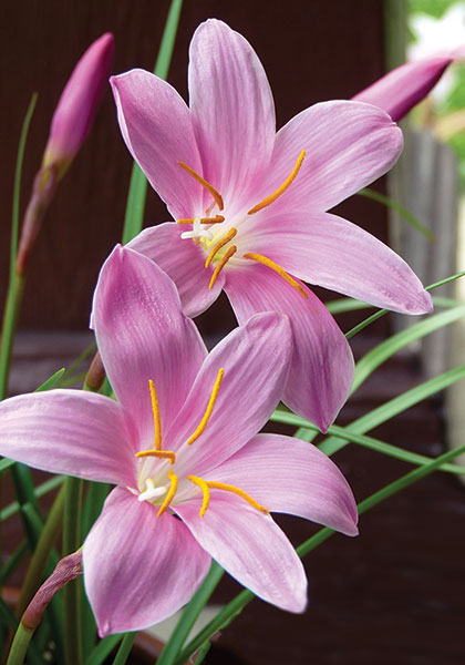 pink rain lily heirloom bulbs