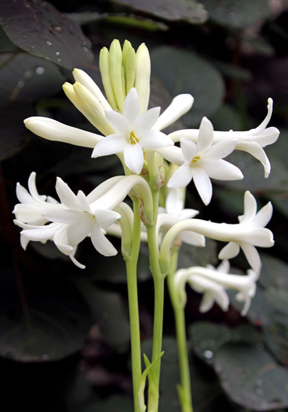 Mexican Single tuberose heirloom bulbs